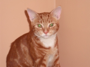 Alfonz, The Female Kitty